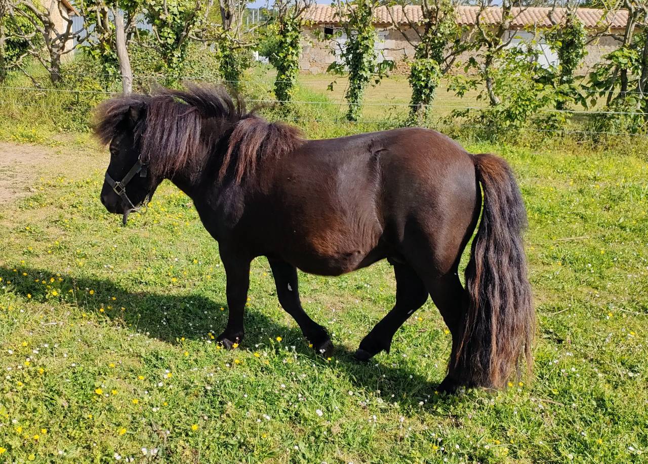 PONEY SHETLAND 
