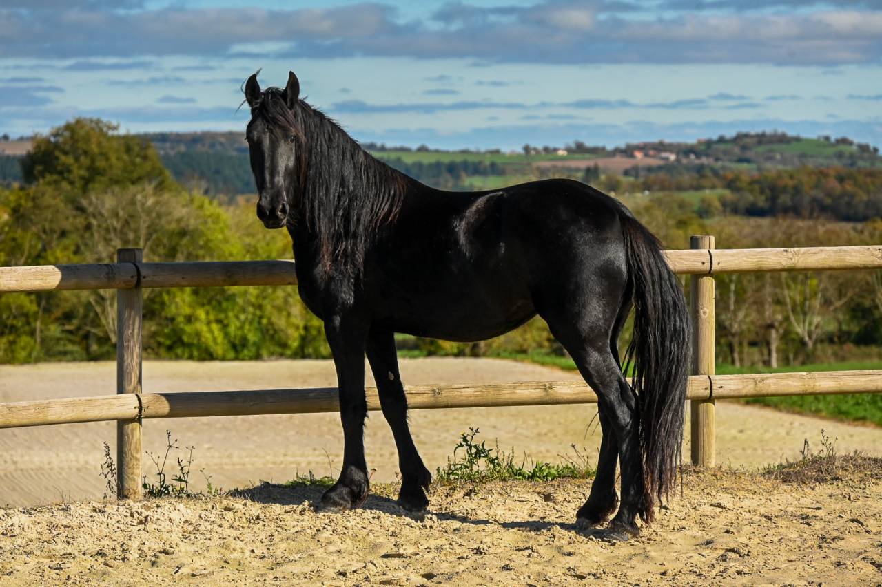 Tempra, sublime pouliche frisonne de 2022