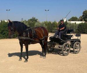 LEONA : Jument PRE attelée, douce et calme