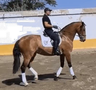 PRESTOSA : Une jument PRE montée et attelée