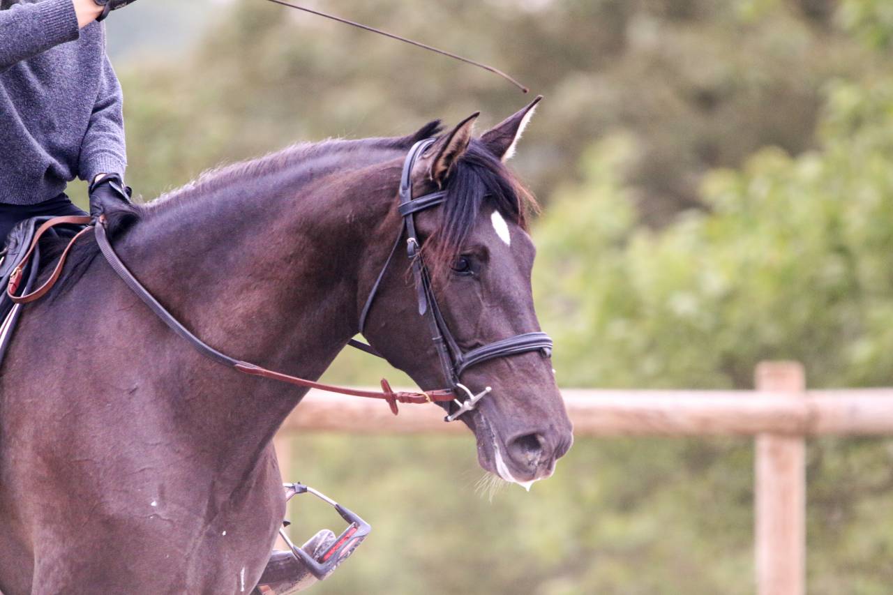 cheval pure race espagnole 