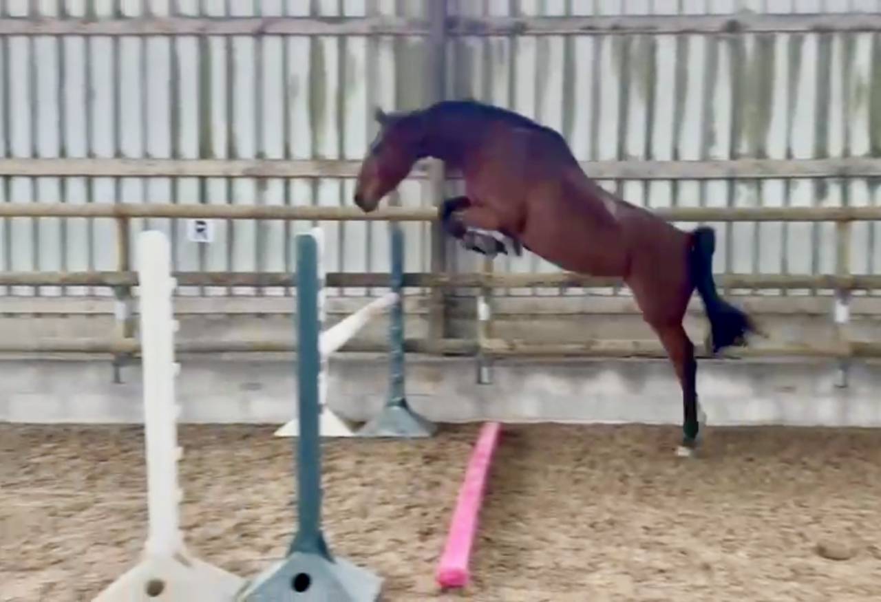 Jument SF CSO/CCE +++