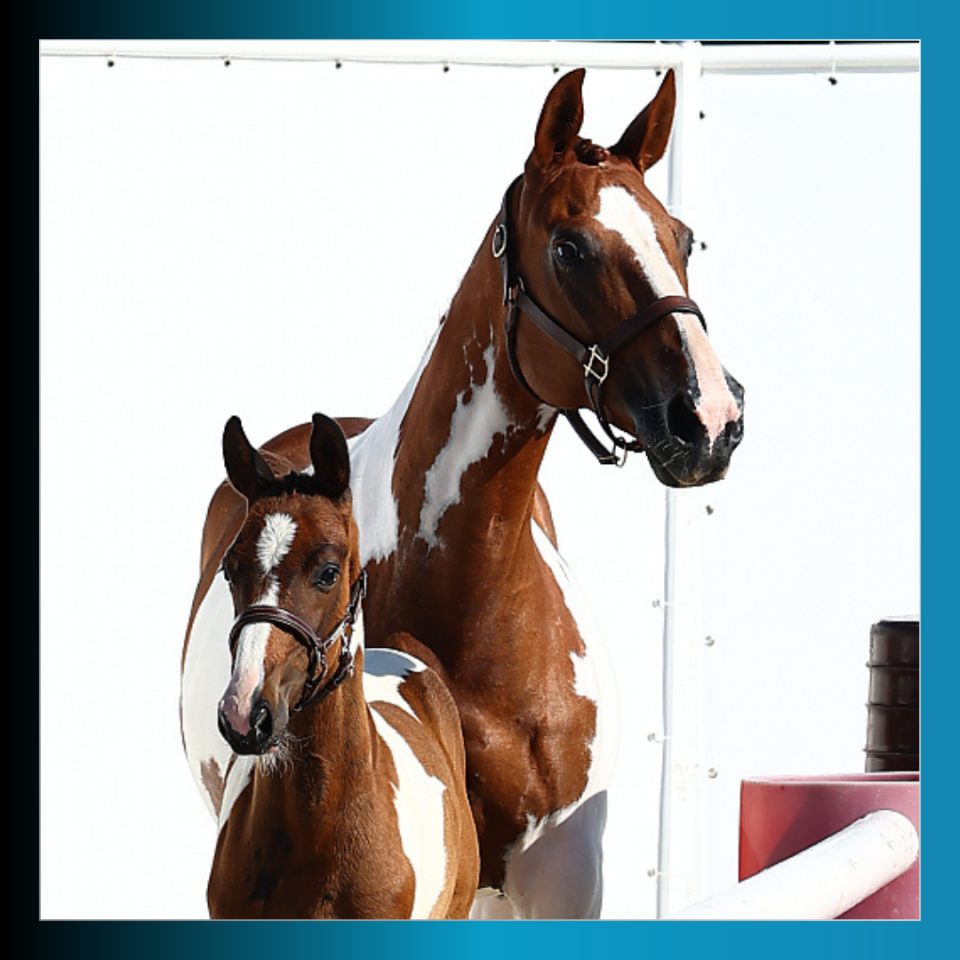 FOAL MÂLE PIE BAI 2025