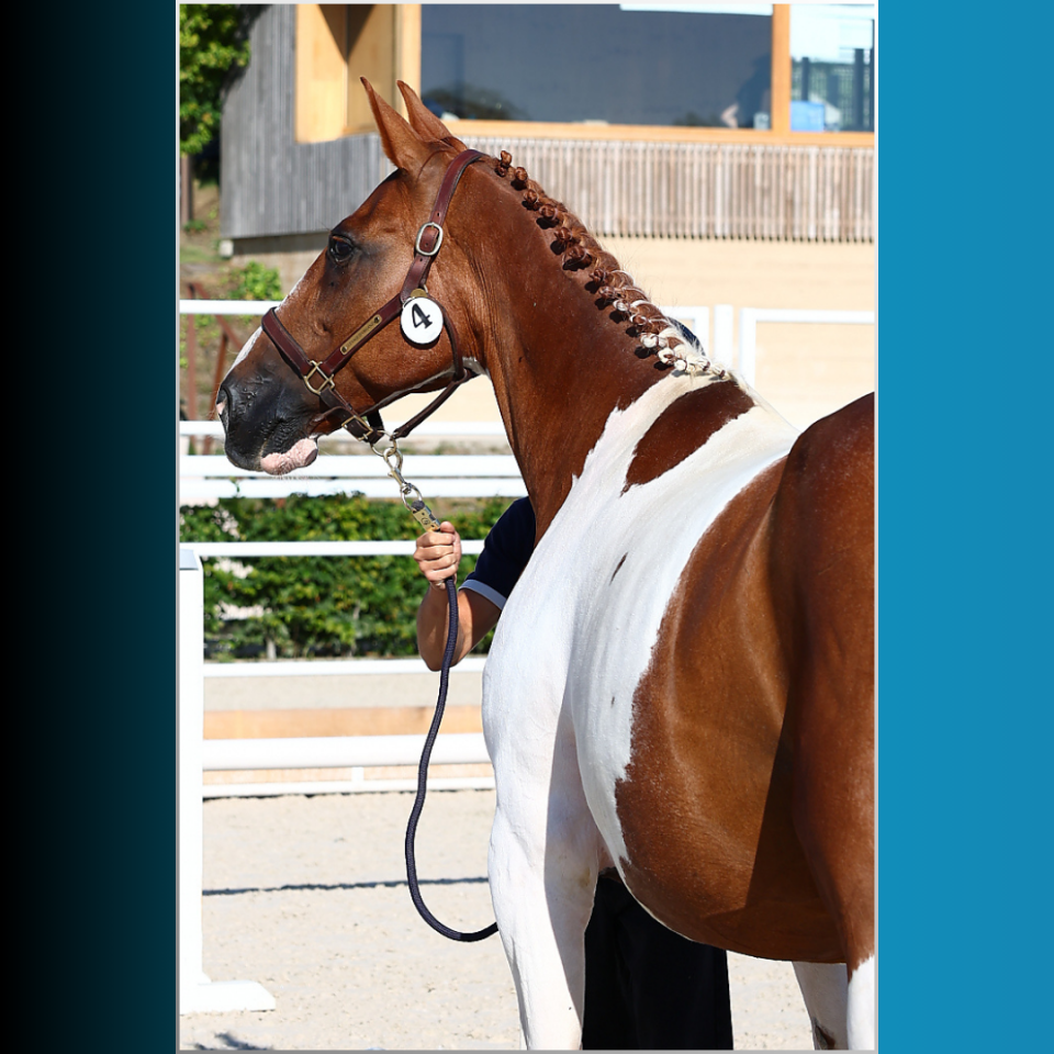 FOAL MÂLE PIE BAI 2025