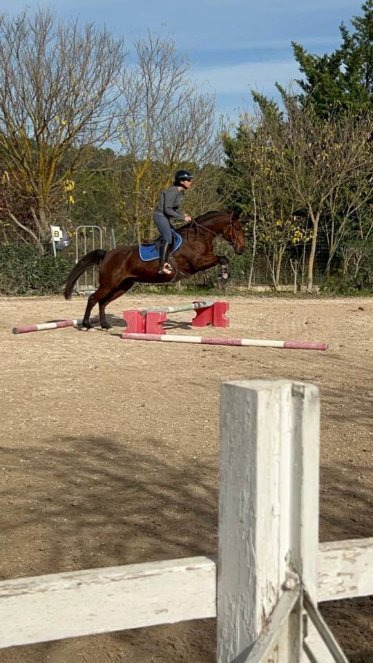 Belle ponette taille D, PFS avec sang arabe