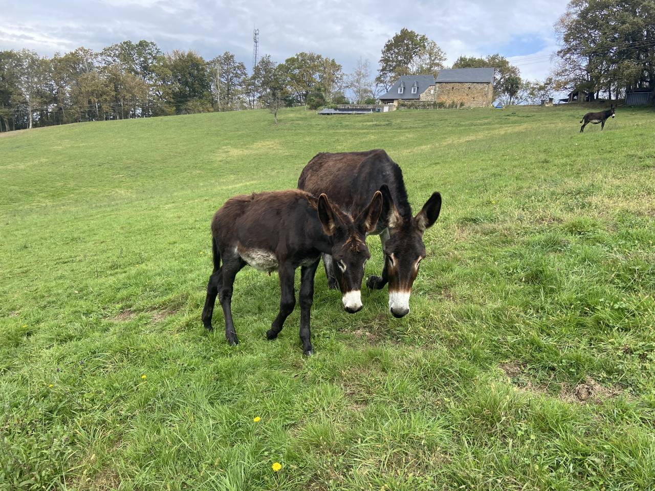 &Agrave; vendre &Acirc;non des Pyr&eacute;n&eacute;es 