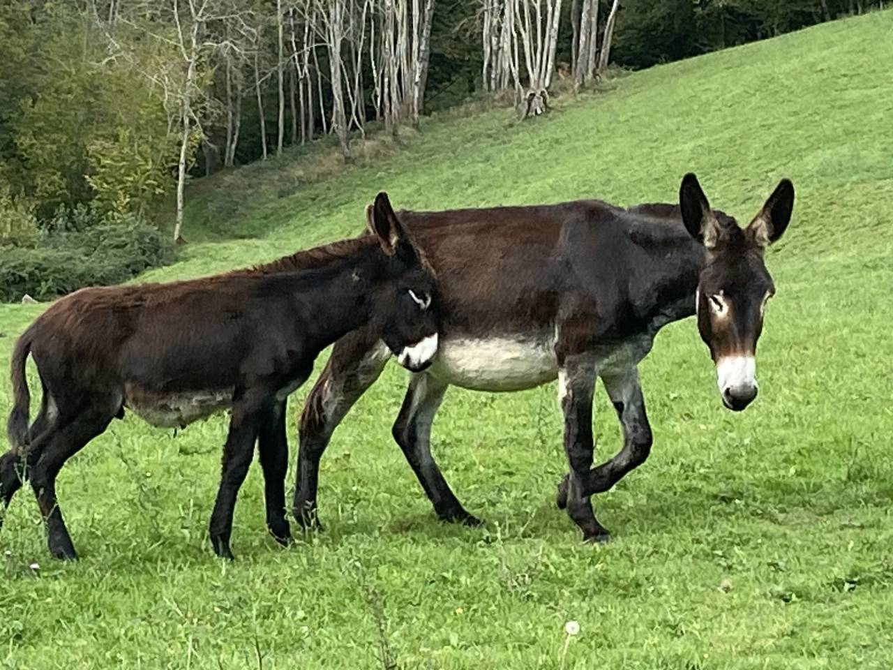 &Agrave; vendre &Acirc;non des Pyr&eacute;n&eacute;es 