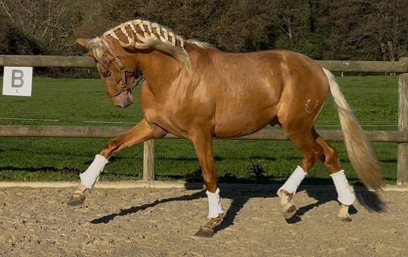 Pure race espagnol Palomino