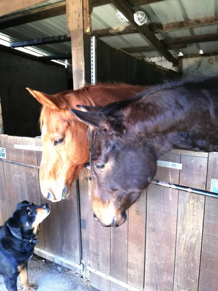 Landes, A vendre propriété équestre avec gites.