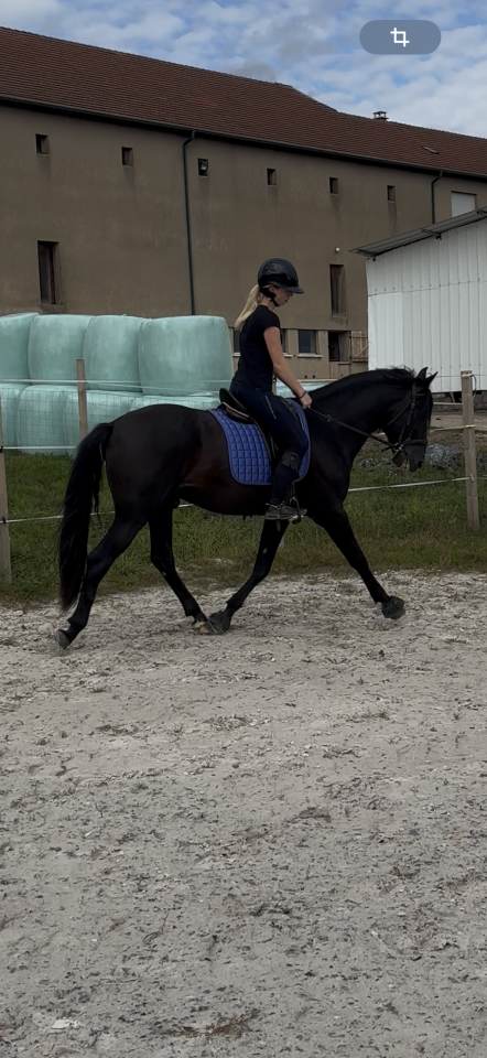 cheval pure race espagnole 