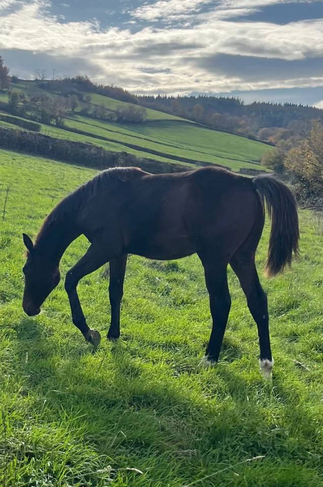 Superbe foal sf par Diarado 