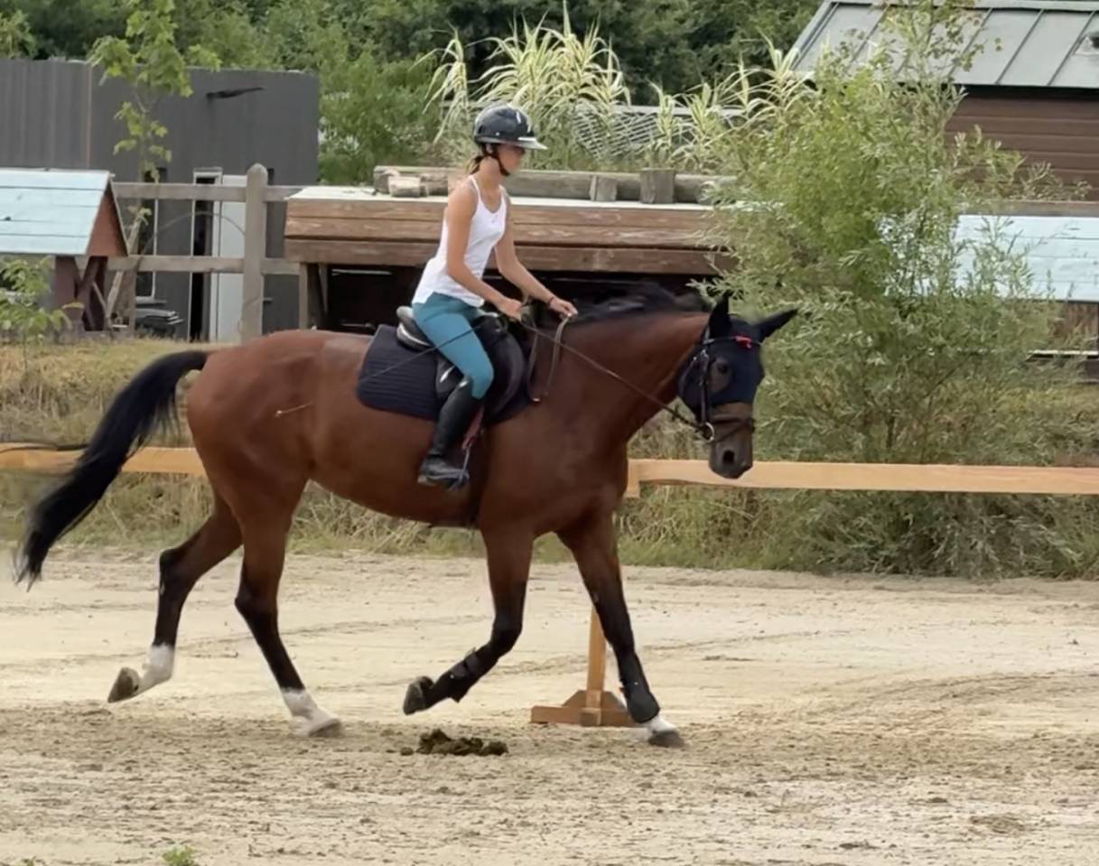 top jument CSO Zangersheide  Amateur Elite et CSI *