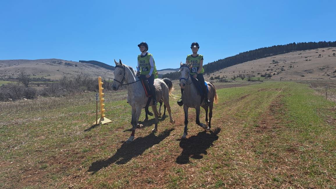 Hongre Anglo Arabe 11 ans    BLACK FRIDAY