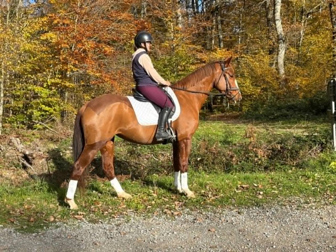 Elégante Jument Selle Français 5 ans
