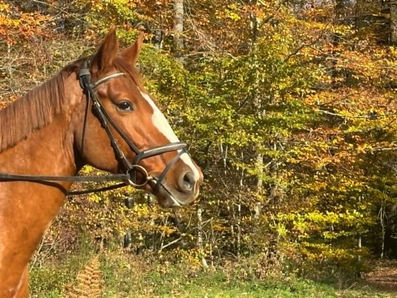Elégante Jument Selle Français 5 ans