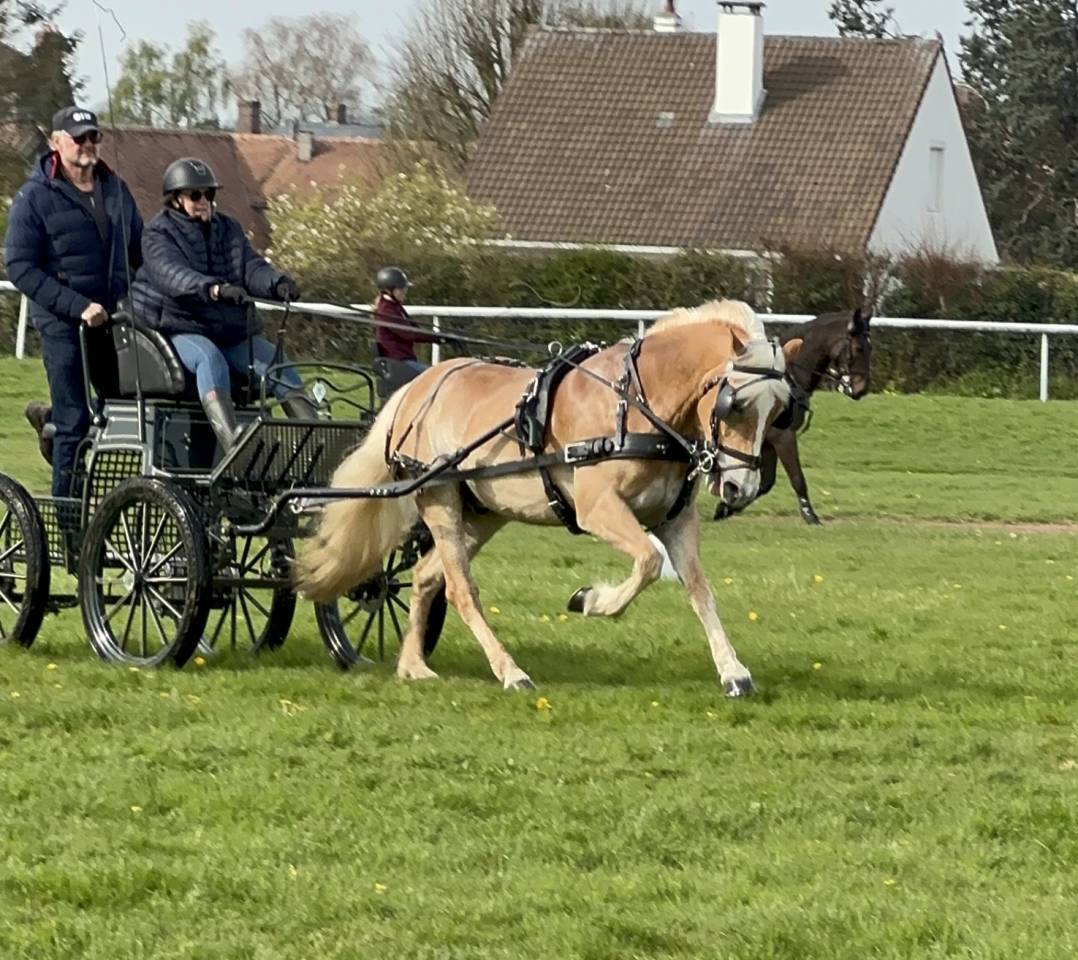 Vends poney HALFINGERS 9 ans