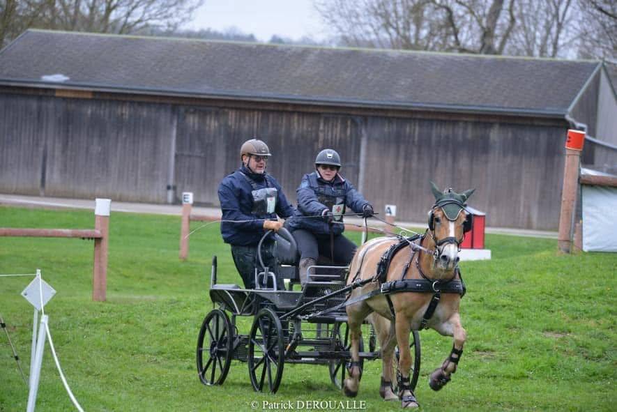 Vends poney HALFINGERS 9 ans