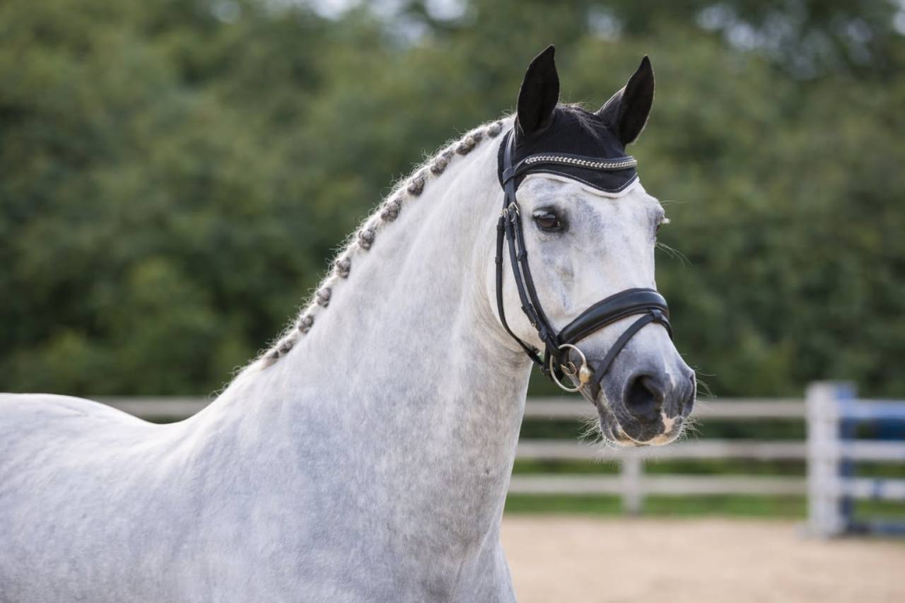  Entier -PRE -15 ans - Dressage- France