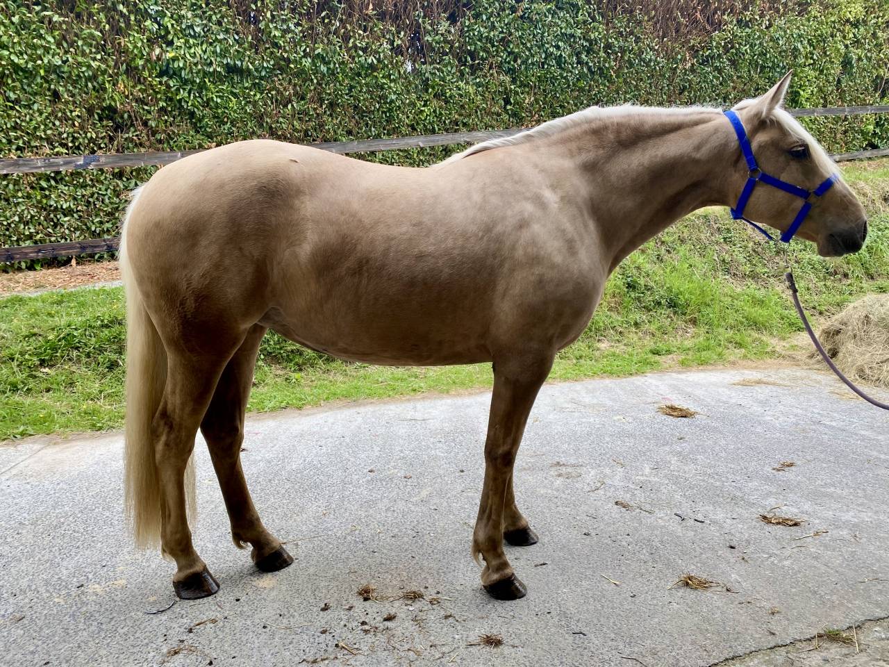 Jument PR&Eacute; palomina 163cm 4 ans debourree 