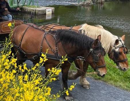 Paire de trait comtois