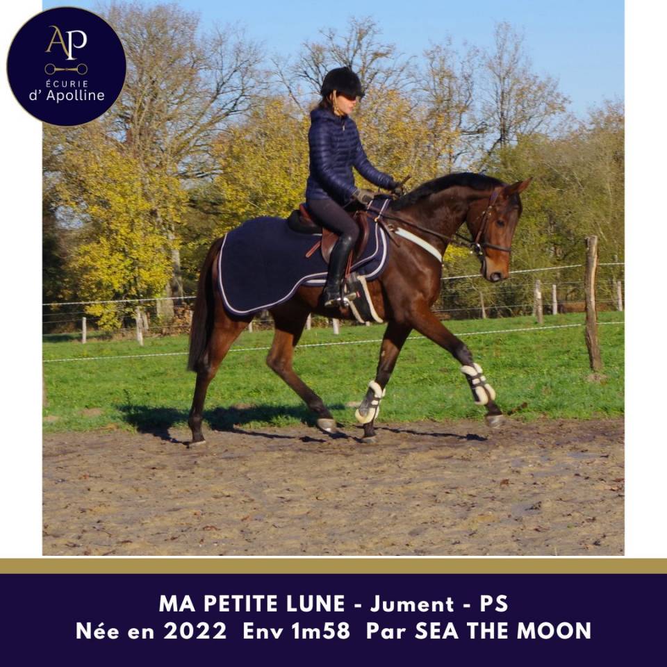 Jolie jument petit modèle top locomotion