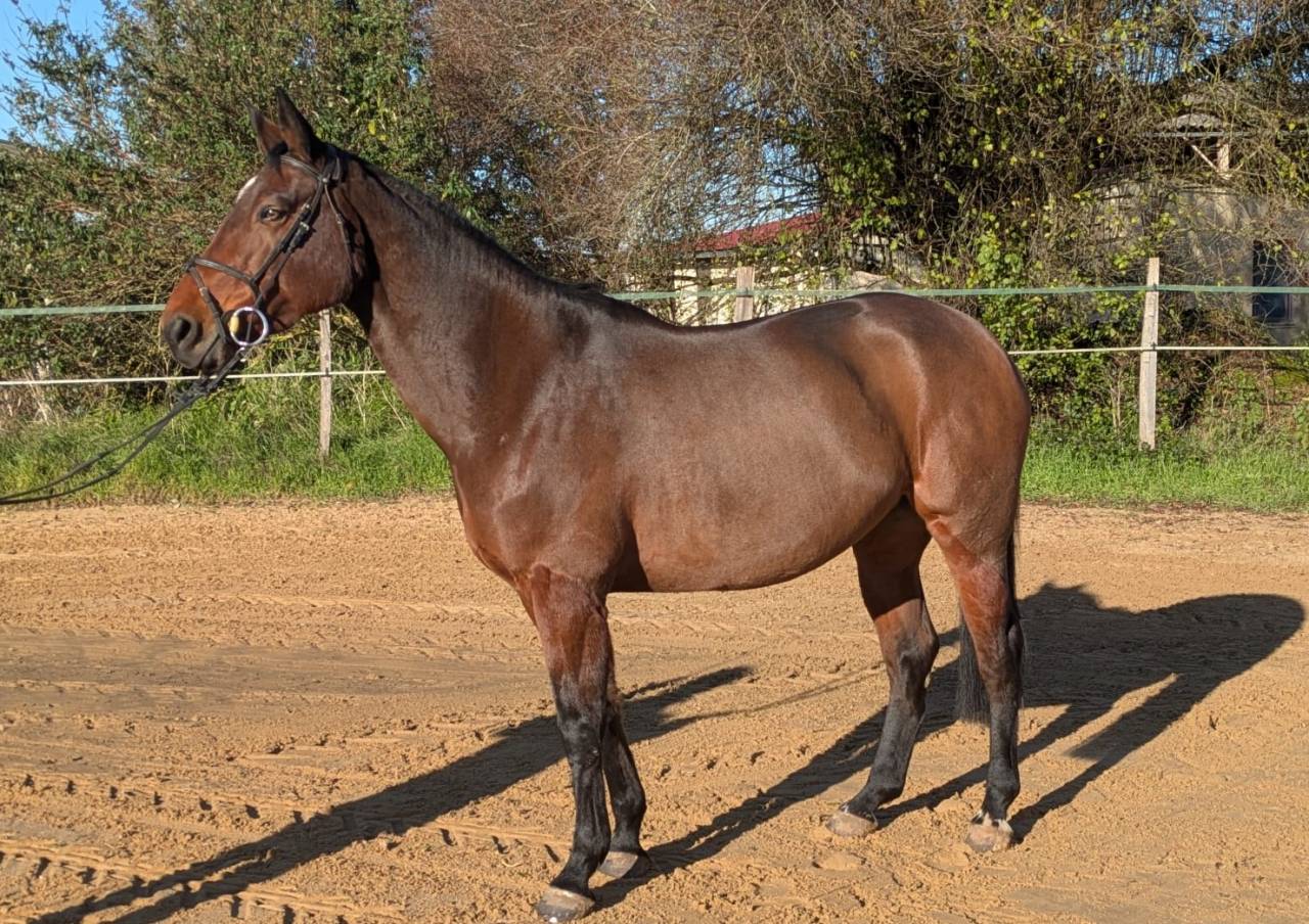 Jument 9 ans SF Originel pour CSO