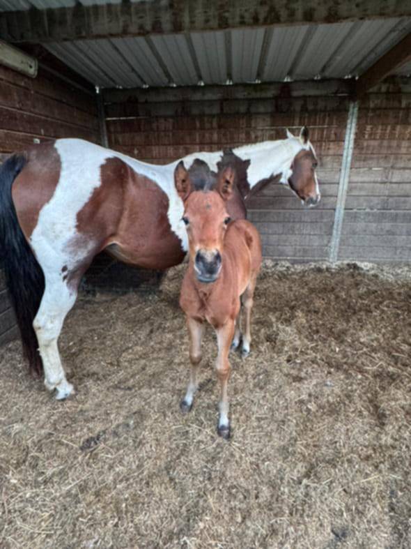 Poulain PP Paint horse 