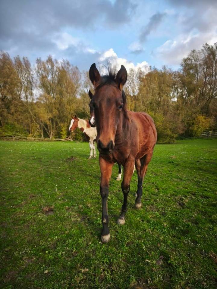 Poulain PP Paint horse 