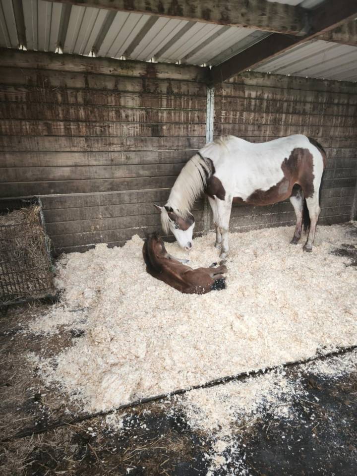 Poulain PP Paint horse 