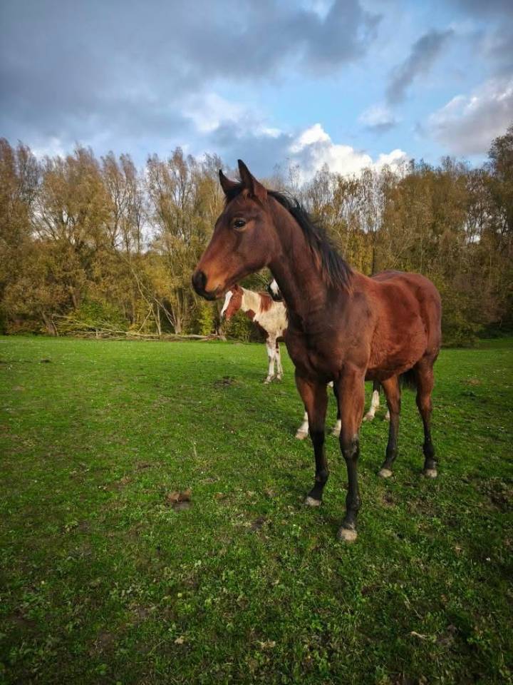 Poulain PP Paint horse 