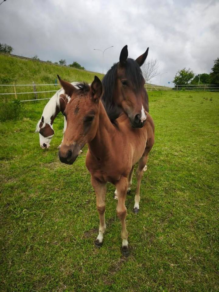 Poulain PP Paint horse 