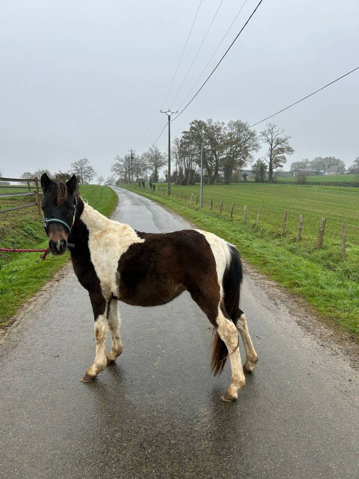 Poney 2 ans en 2026 sera b 