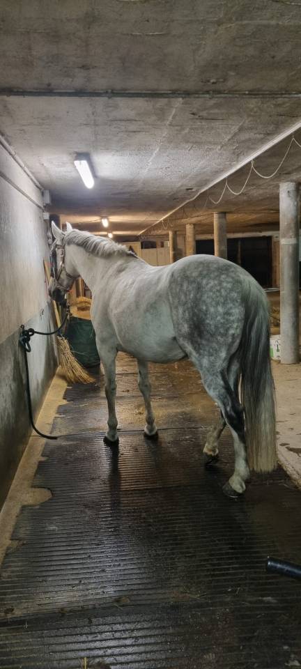 A vendre jument portugaise 