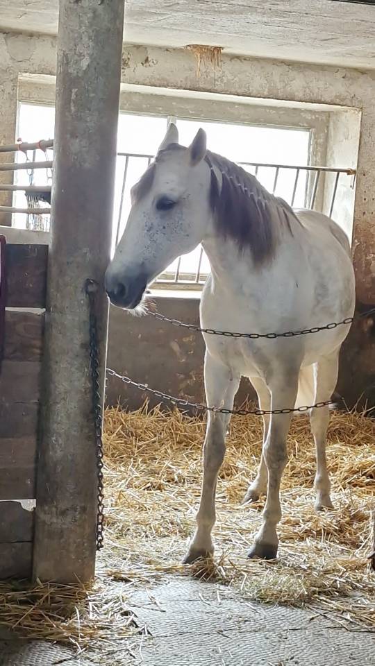 A vendre jument portugaise 