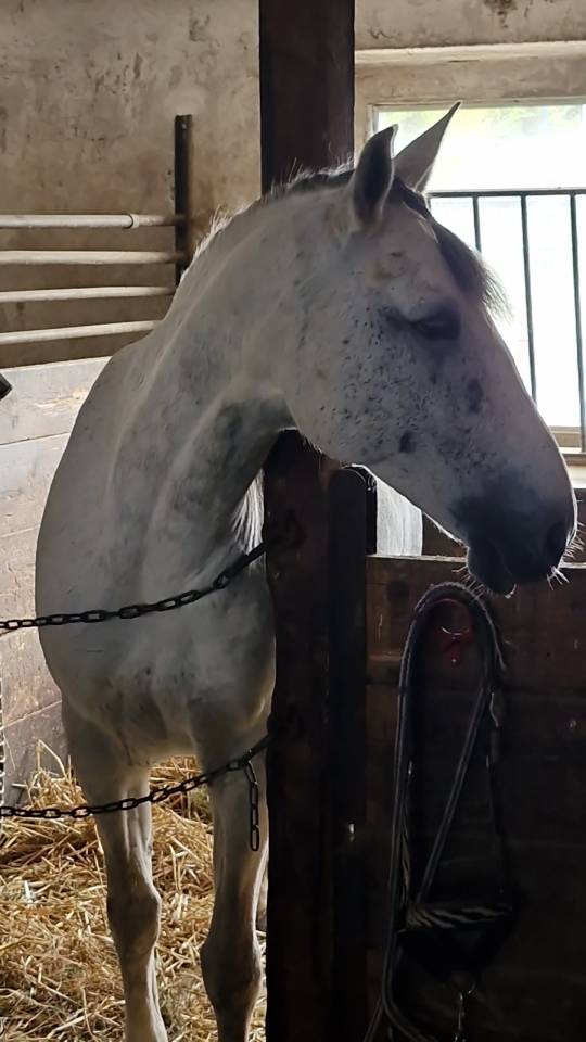 A vendre jument portugaise 