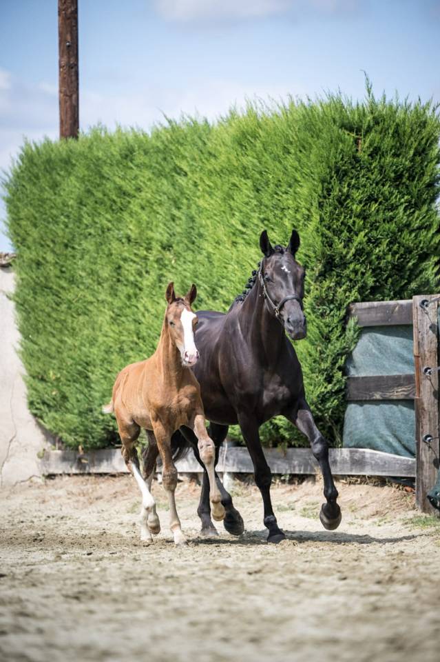 Magnifique Poulain Mâle Alezan