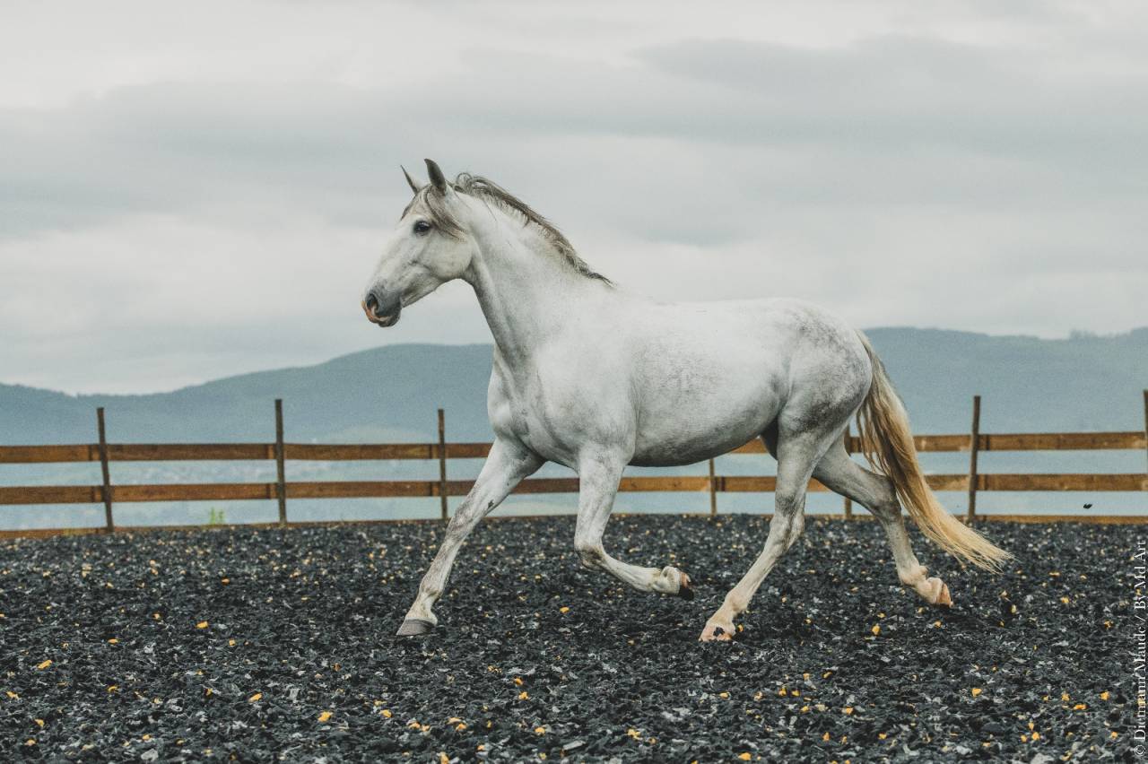 Jument pure race espagnol