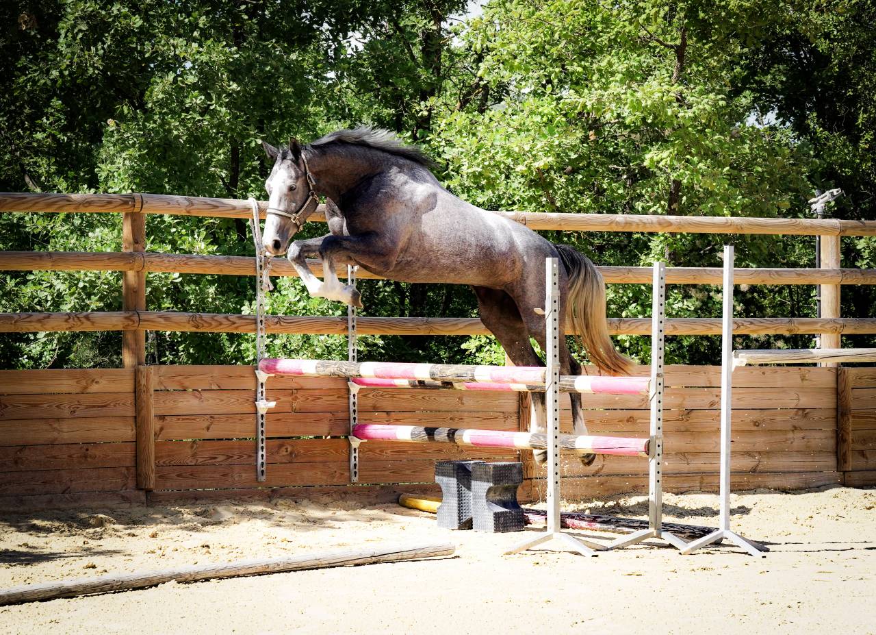 Super jument avec bel avenir 