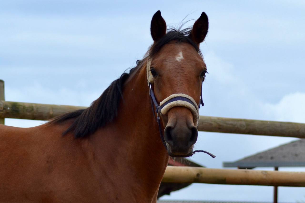 Jument plein papier SF 