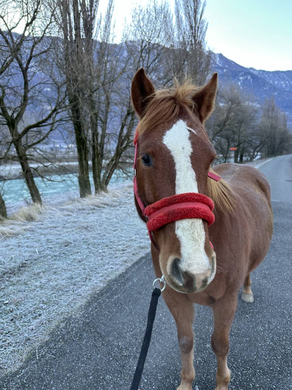 A vendre petit cheval