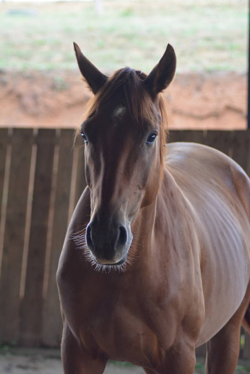 Hongre Oldenbourg 3 ans