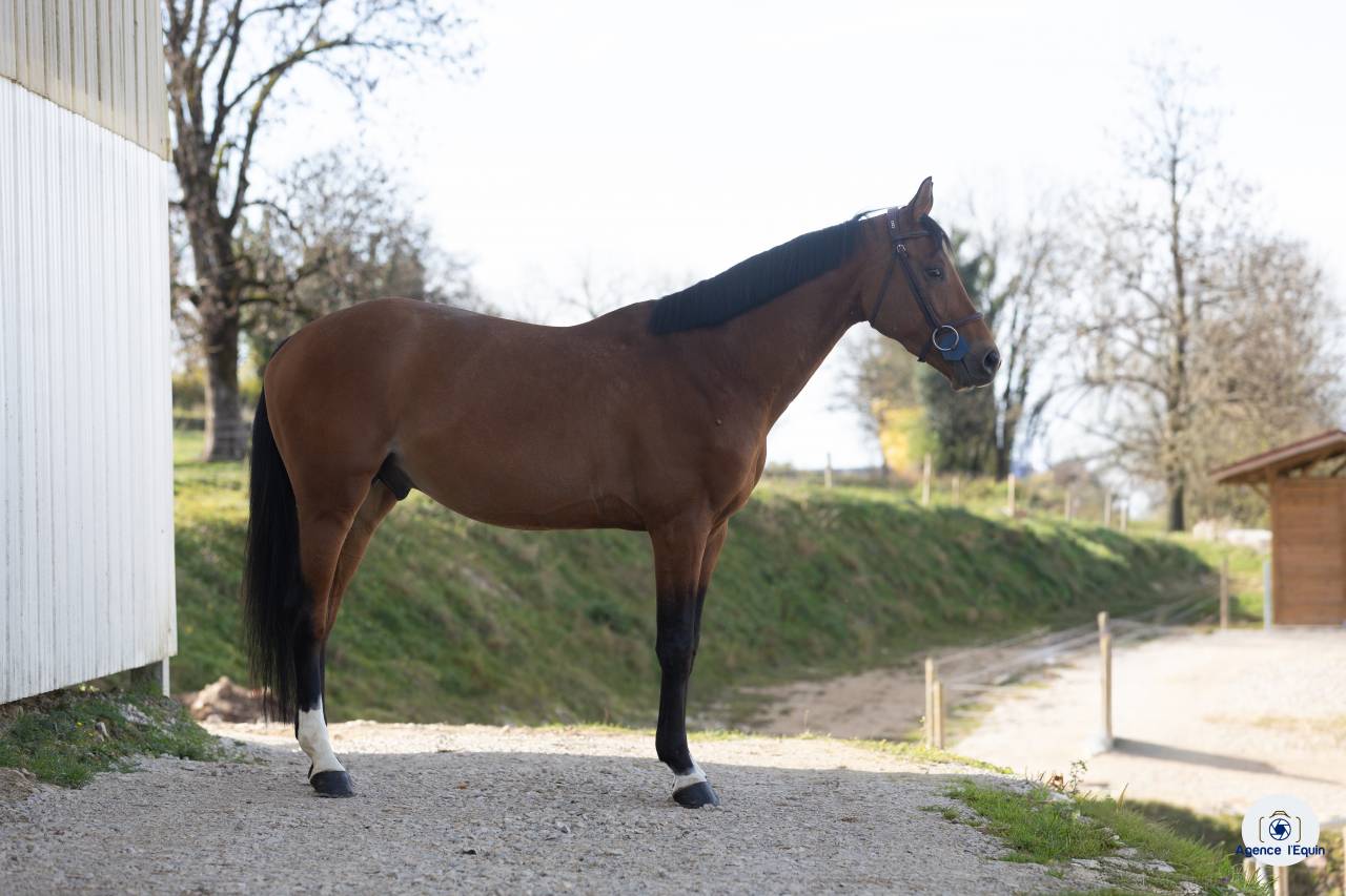 Mâle Oldenbourg 4 ans 