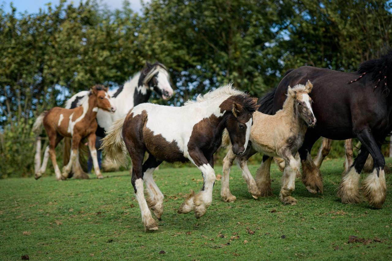 Pouliche Irish Cob PP grande taille, top caractère