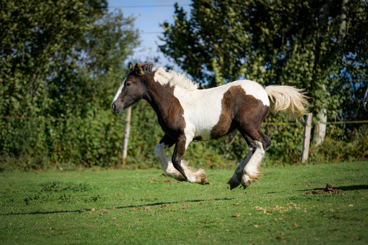 Pouliche Irish Cob PP grande taille, top caractère