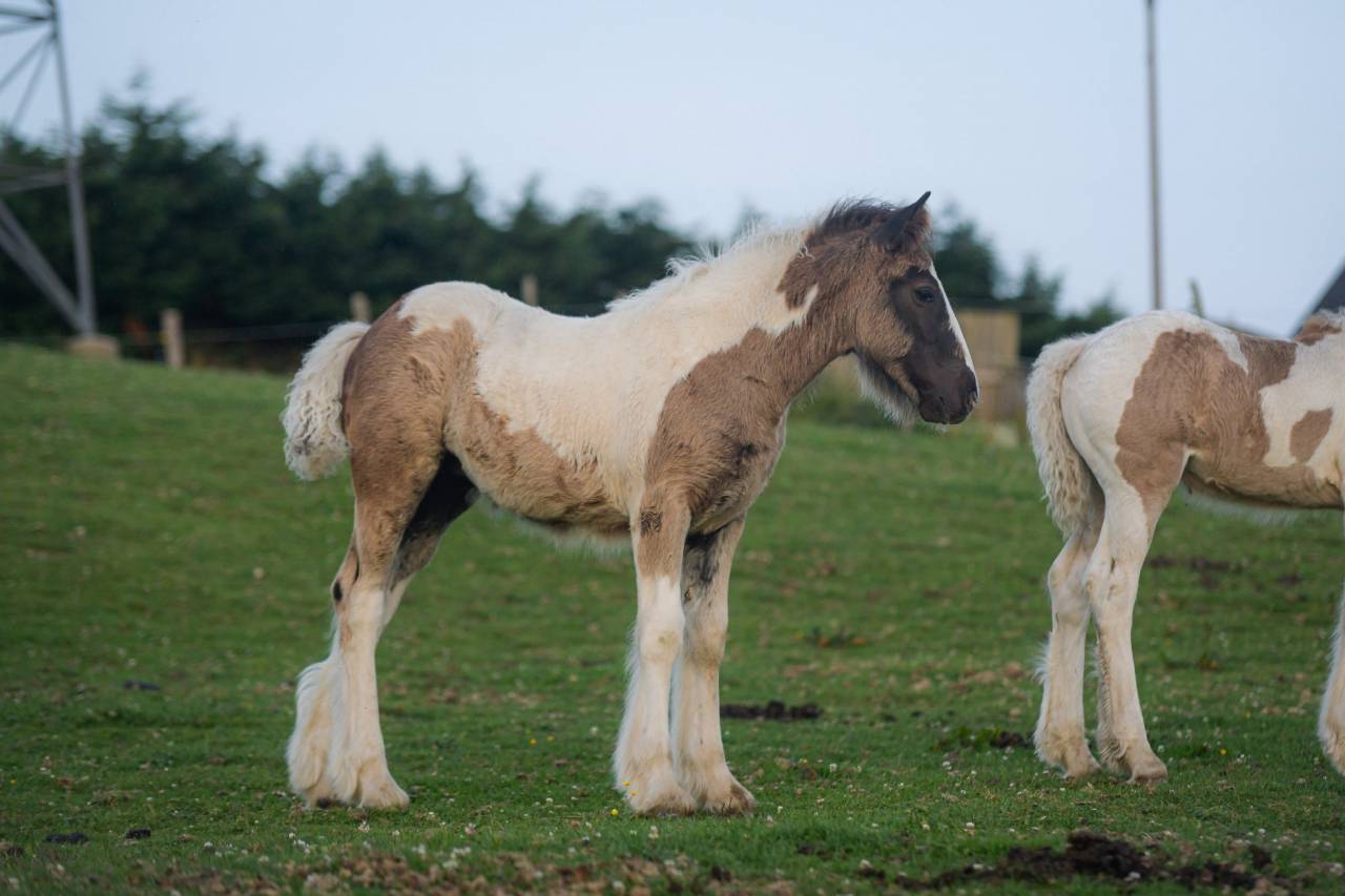 Pouliche Irish Cob PP grande taille, top caractère