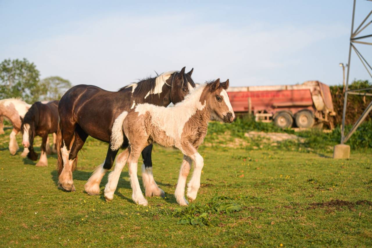 Pouliche Irish Cob PP grande taille, top caractère
