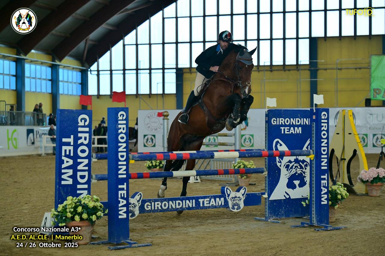 Zues Del Castegno  - Cheval de Selle Italien 2016 par Maximo del Castegno 
