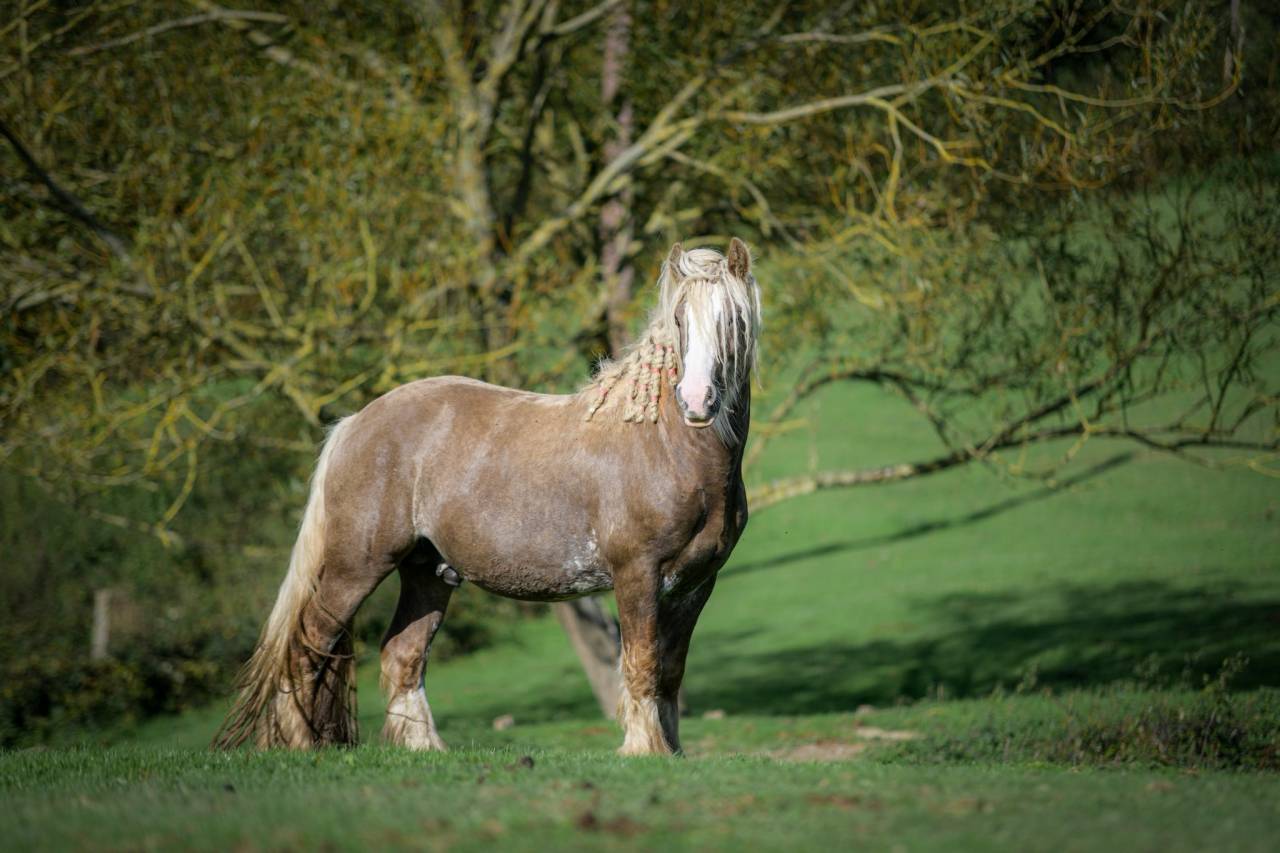 Saillie étalon Irish Cob PP Homozygote silver