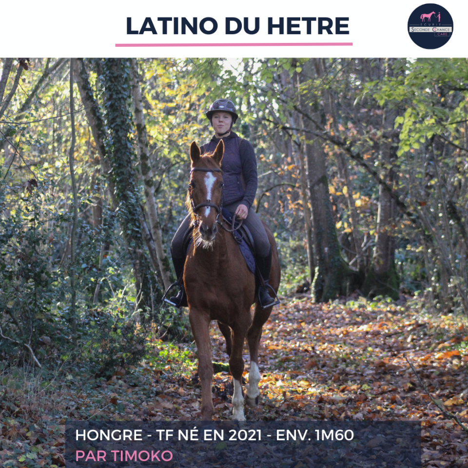 LATINO DU HETRE - TF - 4 ANS