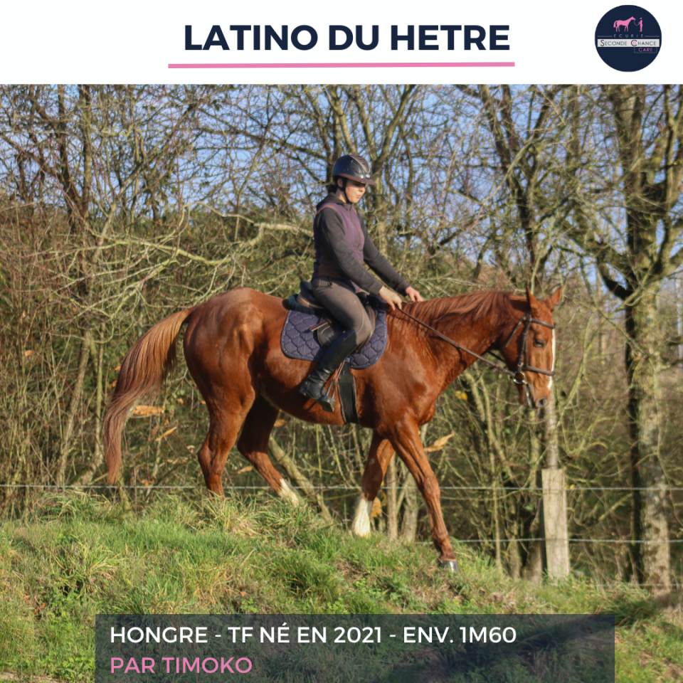 LATINO DU HETRE - TF - 4 ANS